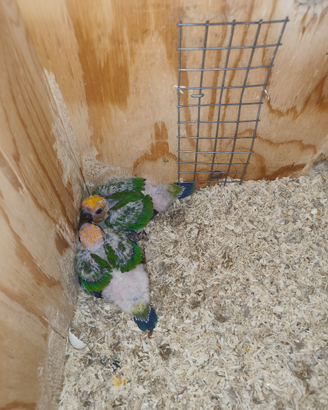 Disponibili pulli da allevare a mano di cunuri