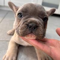 Última rimasta di bulldog francese