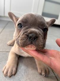 Última rimasta di bulldog francese