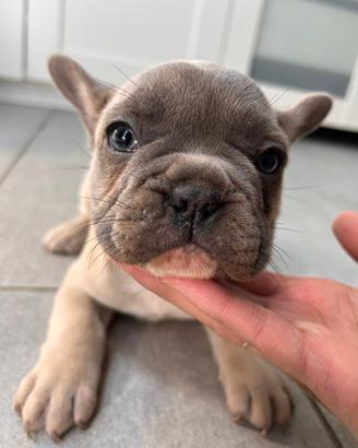 Última rimasta di bulldog francese