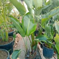 strelitzie medie 160cm è grande 230cm