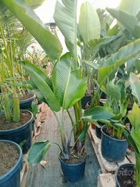 strelitzie medie 160cm è grande 230cm