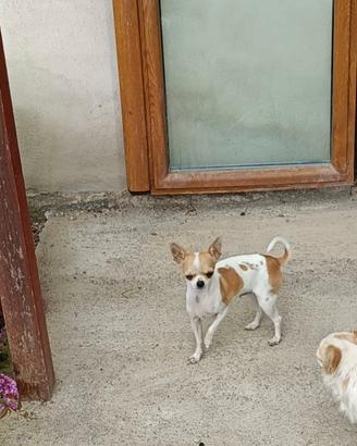 Chihuahua