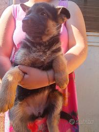 Cuccioli di pastore tedesco