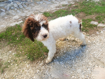 Lagotto romagnolo con pedigree