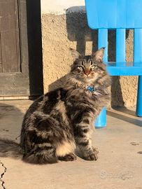 Maine coon cucciolo maschio