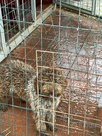 Lagotto romagnolo da tartufo