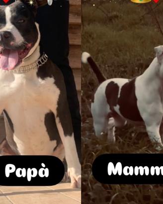 Disponibili 3 maschi