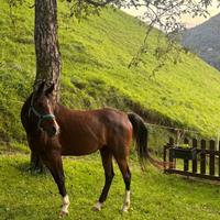 Cavallo arabo