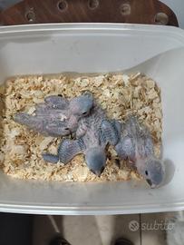 Animali