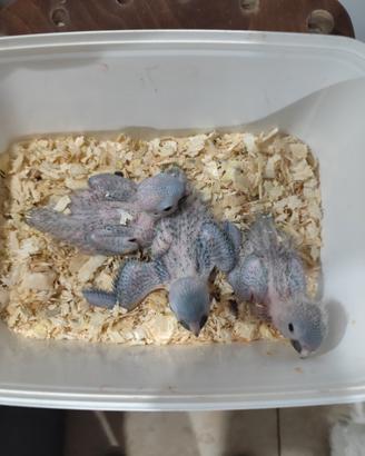 Animali