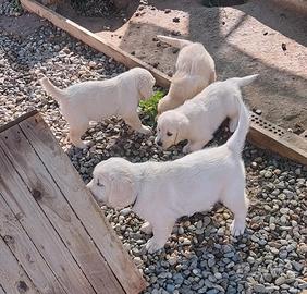 Cuccioli di Golden retriever