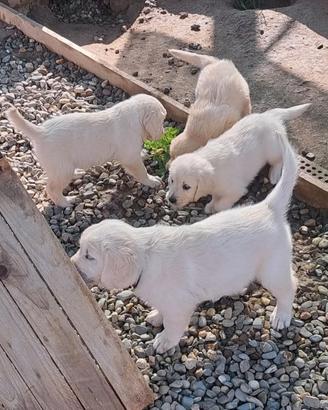 Cuccioli di Golden retriever