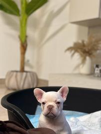 Bulldog francese