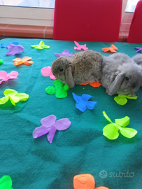 Conigli ariete nano minilop