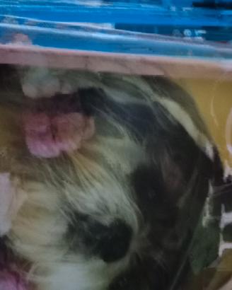 riviste i  nostri cani 