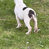 Cucciolo maschio Am Staf