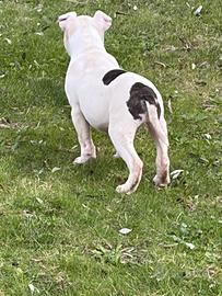 Cucciolo maschio Am Staf