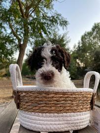 Cuccioli Lagotto romagnolo