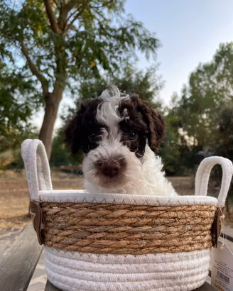Cuccioli Lagotto romagnolo