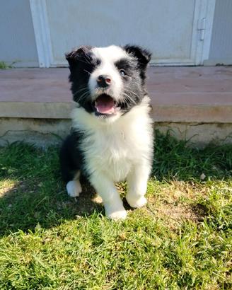 Cucciole Border Collie