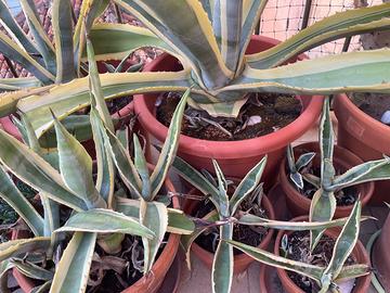 piante di agave di varie misure