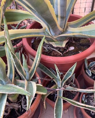 piante di agave di varie misure