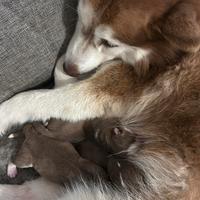 Splendido cuccioli siberian Husky