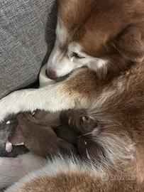 Splendido cuccioli siberian Husky