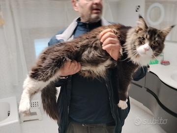 Maine coon maschio XXXL ultra coccolone