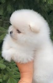 Cuccioli di Pomerania