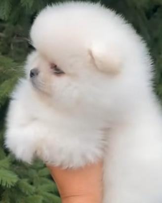 Cuccioli di Pomerania