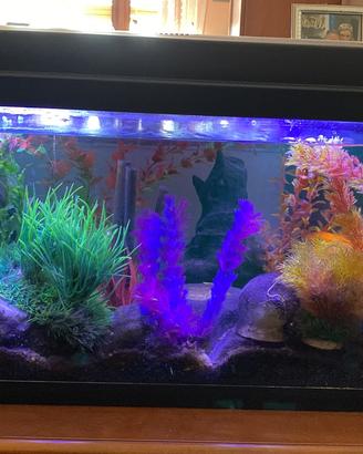 Acquario da 80 litri e accessori
