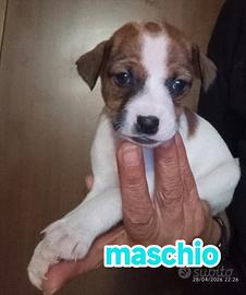 Splendido Cucciolo Jack Russell Terrier Maschio -