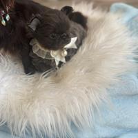 Chihuahua maschio blu a pelo lungo