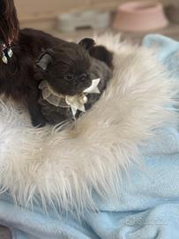 Chihuahua maschio blu a pelo lungo