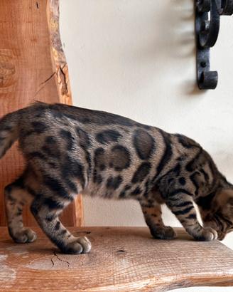Cucciolo di gatto Bengala