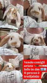 Cuccioli conigli ariete
