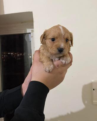 Maltipoo toy da borsetta