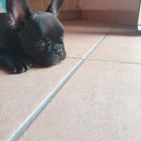 Bulldog francese