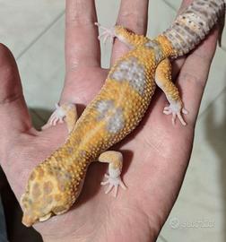 Geco Leopardino adulto