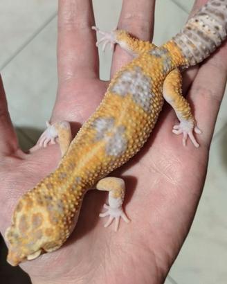 Geco Leopardino adulto