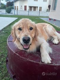 Disponibile per monta