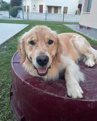 Disponibile per monta