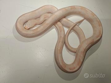 Serpenti