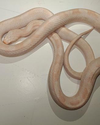 Serpenti