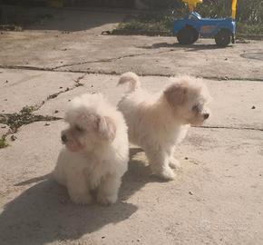Maltipoo Toy meravigliosi