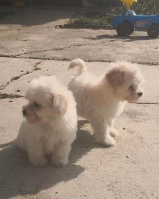 Maltipoo Toy meravigliosi