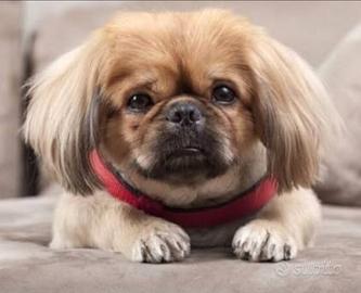 Shih-tzu-pechinese cuccioli