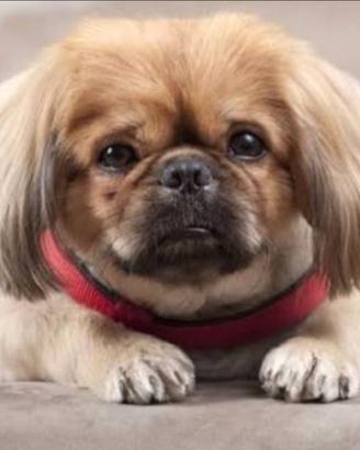 Shih-tzu-pechinese cuccioli